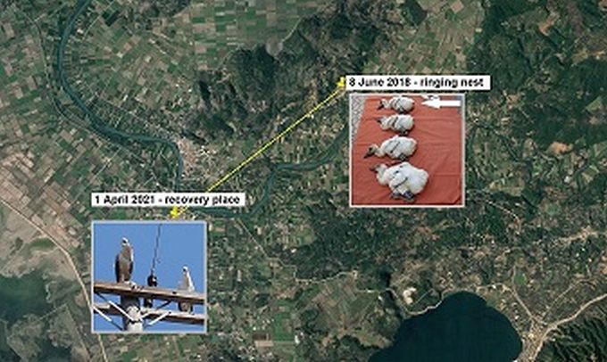 Επανεύρεση δακτυλιωμένου λευκού πελαργού στο Εθνικό Πάρκο Λιμνοθαλασσών Μεσολογγίου – Αιτωλικού
