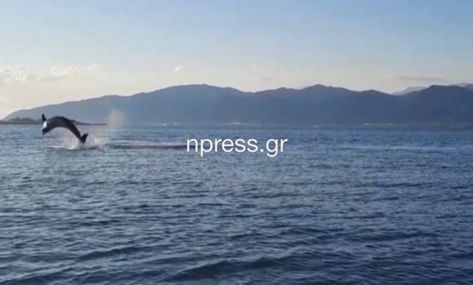 Εικόνες με «παιχνιδιάρικα» δελφίνια στη Ναύπακτο