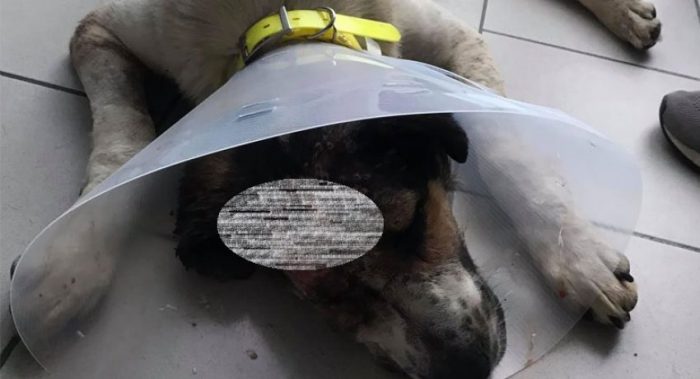 Αγρίνιο: Πυροβόλησαν στο κεφάλι σκυλί στη Μακρυνεία  -Σκληρές εικόνες