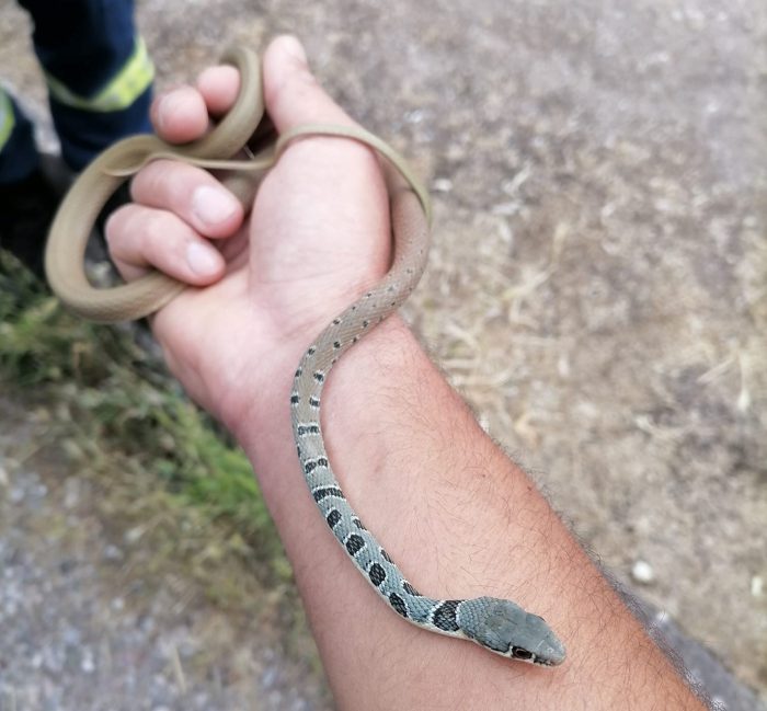 Σαΐτα “αναστάτωσε” το 4ο γυμνάσιο Αγρινίου