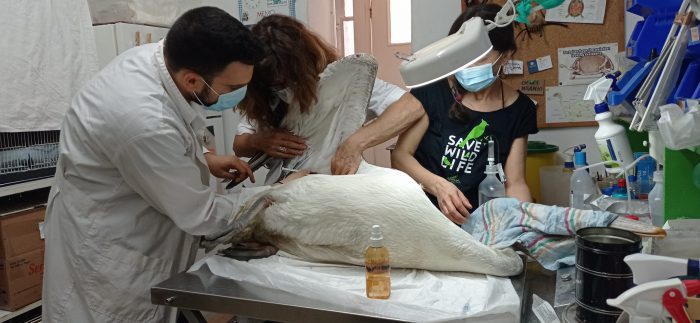 Μεσολόγγι: Αργυροπελεκάνος με συμπτώματα πιθανής δηλητηρίασης