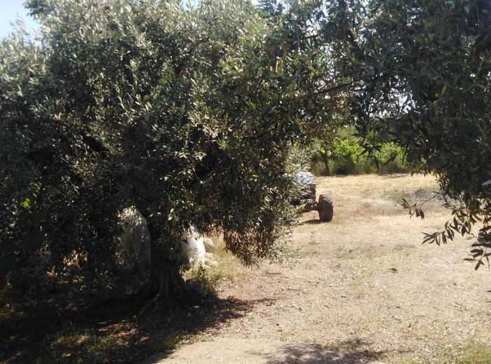 Στη χειρουργική κλινική του νοσοκομείου Αγρινίου 55χρονος από επίθεση σκύλων(φωτο)