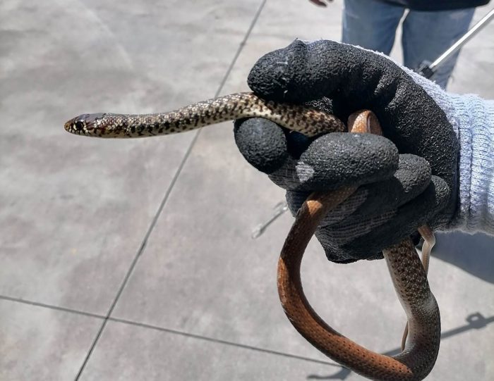 Αγρίνιο: Φίδι τρύπωσε σε αυτοκίνητο – Επιχείρηση απεγκλωβισμού(βιντεο)