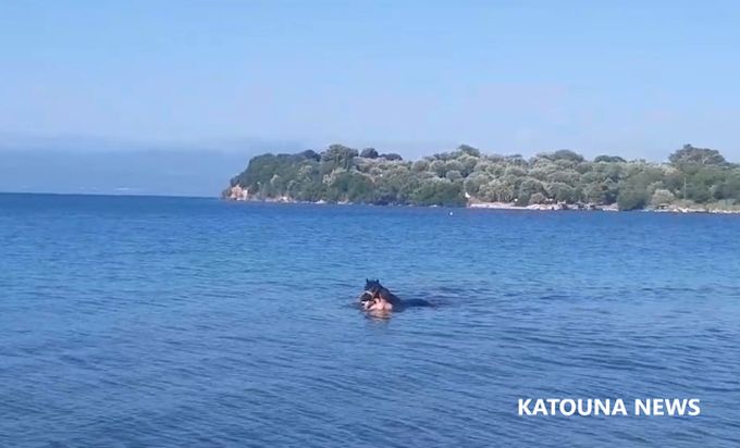 Στην παραλία «Ρούγα» Παλιαμπέλων Αιτωλοακαρνανίας βάζουν τα άλογα να δροσιστούν στην θάλασσα