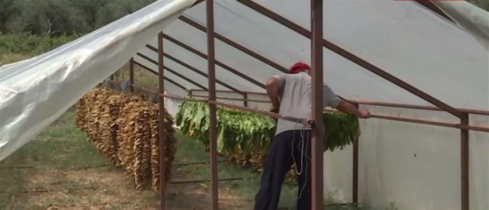 Μουσείο Καπνού σύντομα στο Αγρίνιο