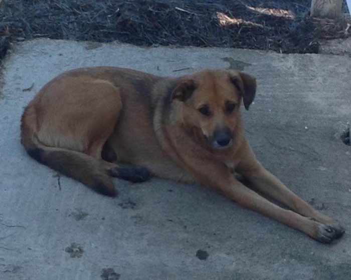 Μεσολόγγι: Κι άλλη επίθεση από την “σκυλίτσα” της Τουρλίδας