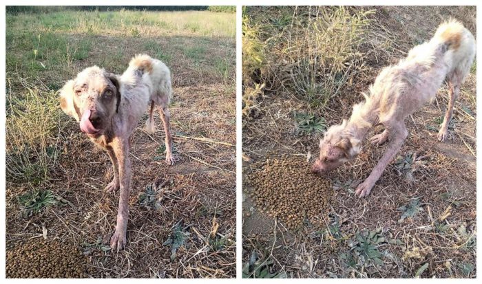 Μεσολόγγι: Βρήκαν σεττεράκι σε άθλια κατάσταση, κοκαλιασμένο, να τριγυρνάει μόνο του