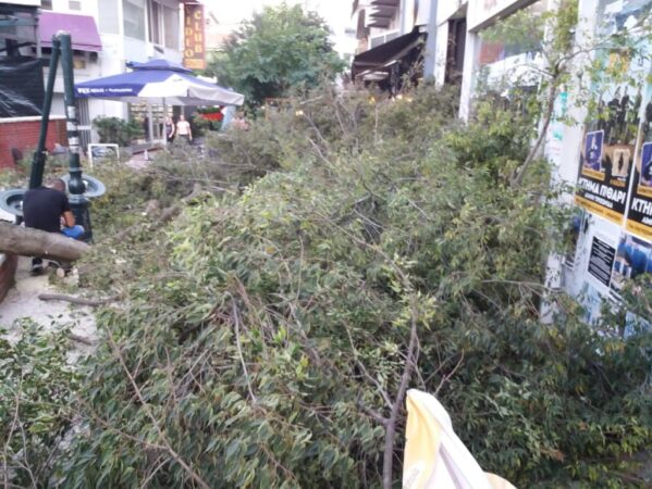 Αγρίνιο:Πτώση δέντρου στην οδό Φ. Καραπαπά προκάλεσε ζημιά σε κατάστημα