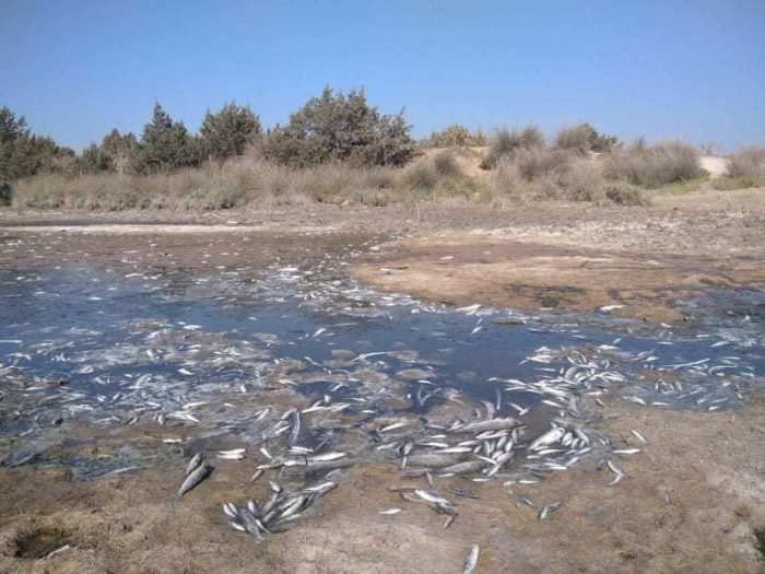 Χιλιάδες νεκρά ψάρια στις εκβολές Αχελώου