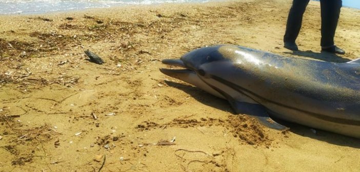 Νεκρό δελφίνι ξέβρασε η θάλασσα στο Αντίρριο