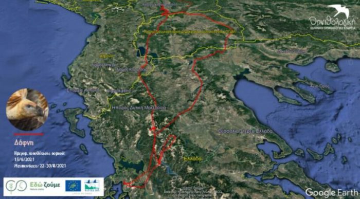 Το ταξίδι ενός νεοσσού ορνέου από τα Ακαρνανικά στο Κόσοβο