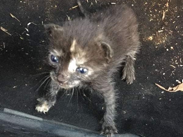 Η μικρή ηρωίδα της φωτιάς στο Μεσολόγγι – Η ψιψίνα που τα κατάφερε