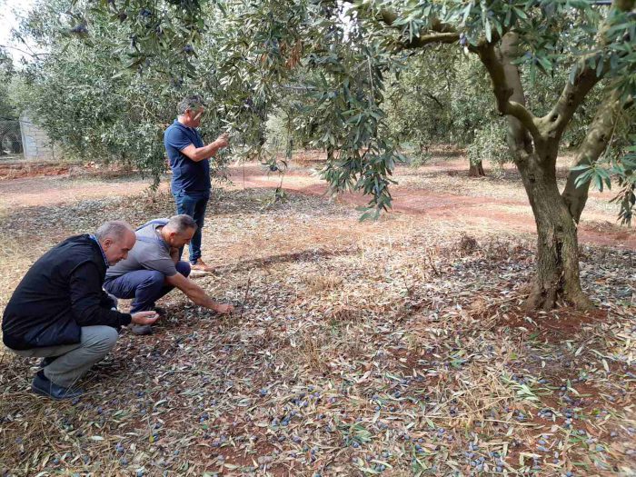 Ο Κ.Λύρος στη Σταμνά-Παρέμβαση στον ΕΛΓΑ για τις καταστροφές σε ελαιόδεντρα από το χαλάζι
