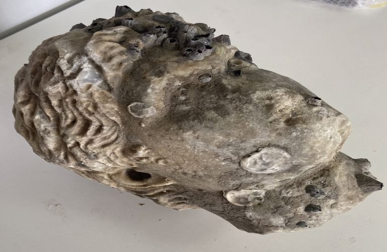 Ετσι εντοπίστηκε η κεφαλή ρωμαϊκού αγάλματος στη θαλάσσια περιοχή του Ακτίου