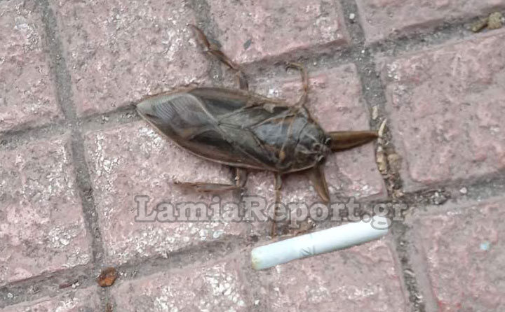 Εμφανίστηκε ξανά ο Λιθόκερος – Το μεγαλύτερο δηλητηριώδες έντομο