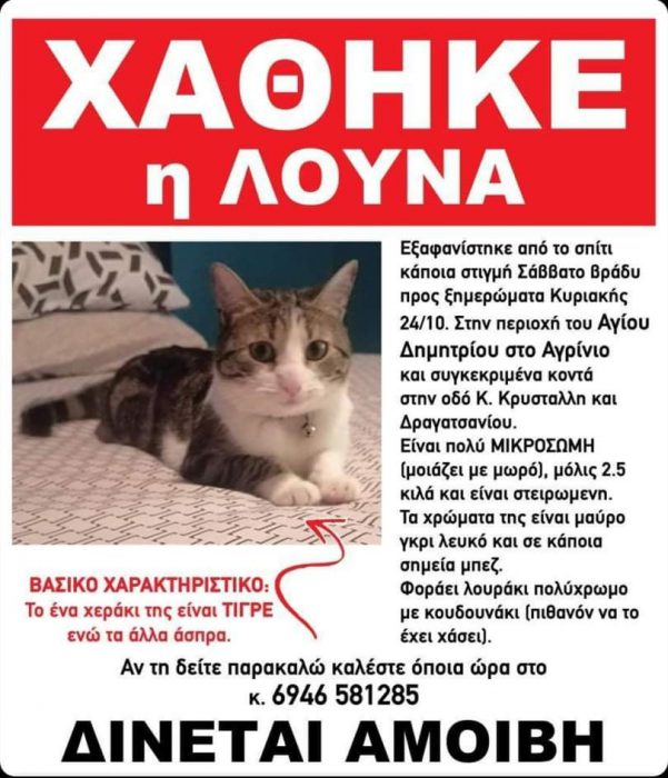 Αγρίνιο:Χάθηκε στην περιοχή Αγίου Δημητρίου η γατούλα- Δίνεται αμοιβή.