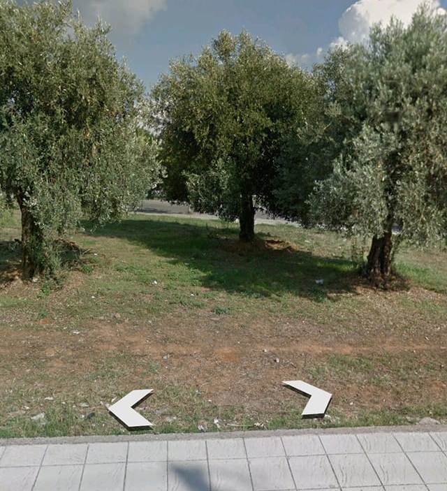 Ο δήμος Αγρινίου έκοψε υπεραιωνόβιες ελιές – Αντιδράσεις κατοίκων!