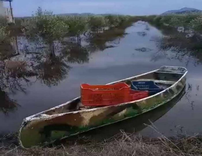 Γ. Βαρεμένος: Παγκόσμια πατέντα η συγκομιδή ελιών με… κανό στις Οινιάδες