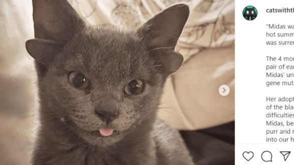 Γατούλα με τέσσερα αυτιά προκαλεί ενθουσιασμό στο διαδίκτυο