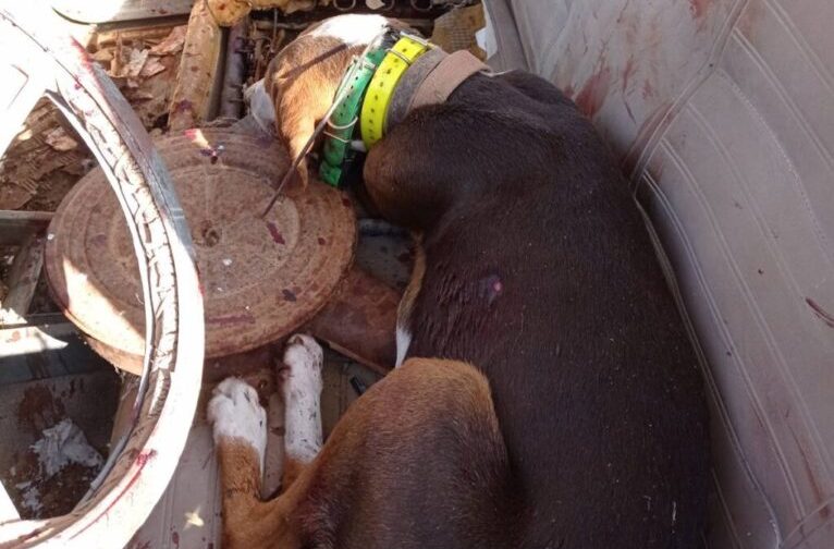 Ξηρόμερο: Συνελήφθησαν δύο άτομα για το θανάσιμο τραυματισμό κυνηγόσκυλων