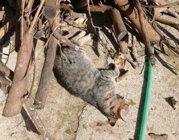 Καλύβια Αγρινίου : Άγνωστοι, εξόντωσαν με φόλες πέντε αδέσποτες γάτες