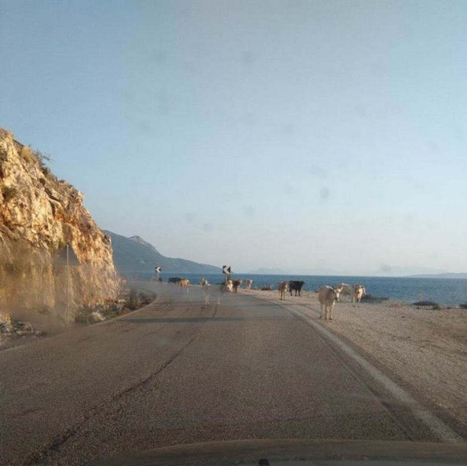 Ξηρόμερο:Πρόσκληση, για την υπηρεσία Περισυλλογής & Διαχείρισης Ανεπιτήρητων Παραγωγικών Ζώων.