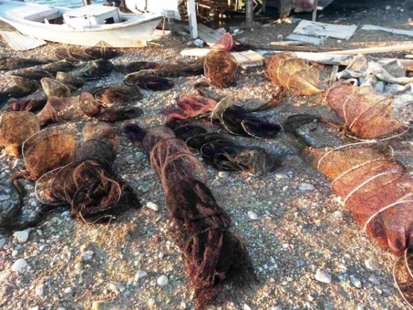 Κατασχέθηκαν 28 νταούλια στην περιοχή Αγίας Τριάδας Αιτωλικού