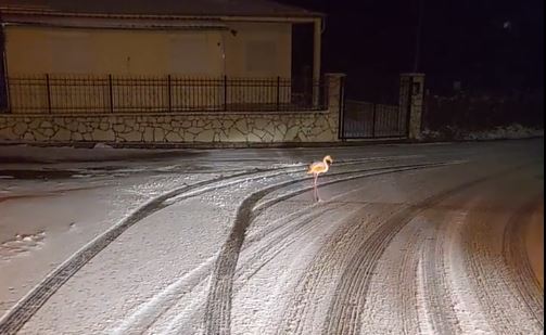 Ευρυτανία – Ένα φλαμίνγκο στα χιόνια