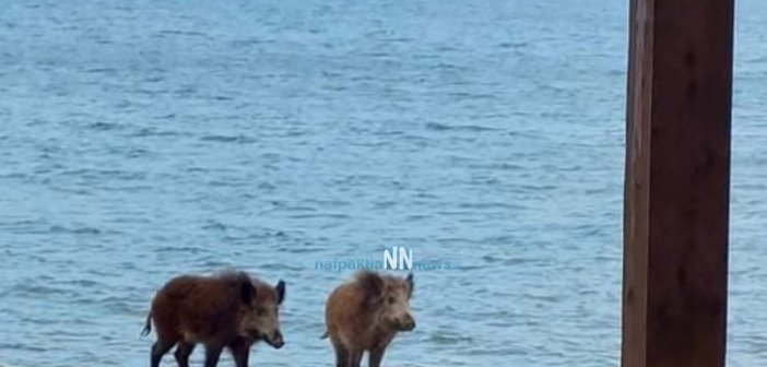 Αγριογούρουνα στην Κάτω Βασιλική έκαναν βόλτα στην παραλία και στην παιδική χαρά