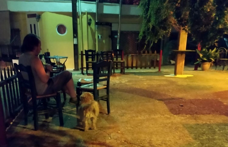 Ξηρόμερο-Δυο σκυλάκια και έξι γάτες θύματα ασυνείδητων