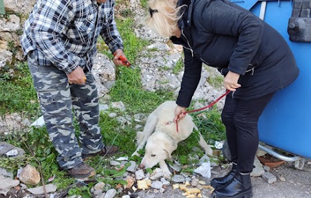 Σκύλος με σύρμα δεμένο στο λαιμό βρέθηκε στην Αμφιλοχία