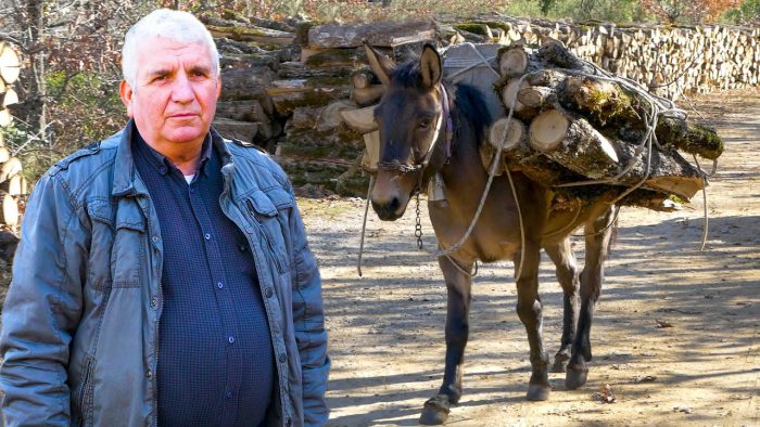 Ορεινός Βάλτος-Παραδοσιακή υλοτομία με μουλάρια (βίντεο)