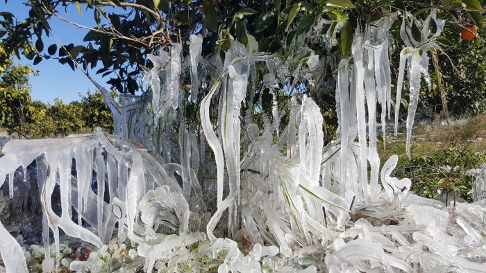 Καλύβια Αγρινίου-Εντυπωσιακές οι εικόνες με τους παγωμένους κρυστάλλους στα περιβόλια