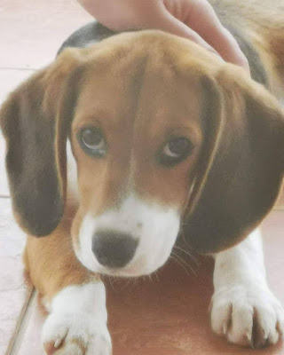 Νεάπολη Αγρινίου : Χάθηκε κουτάβι, δίδεται αμοιβή