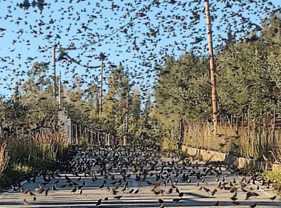 «Σόου» από εκατοντάδες ψαρόνια στο Αντίρριο (vid)
