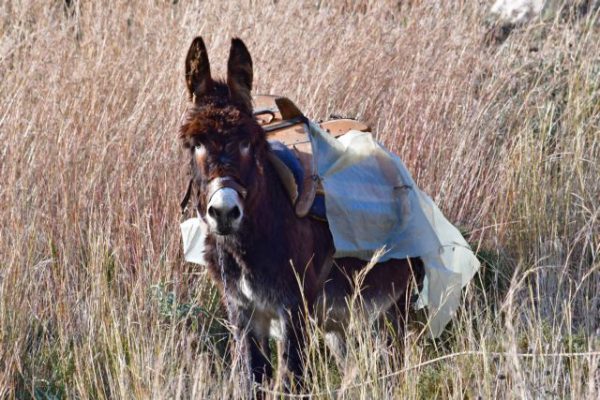 Βασάνισε γάιδαρο δένοντας τη γλώσσα με τα αυτιά του με σύρμα