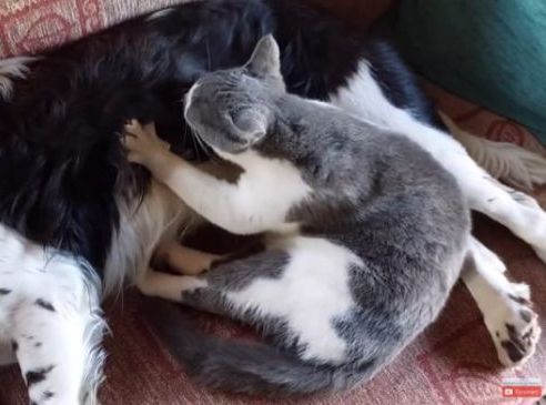 Ναυπακτία: Γάτα κάνει μασάζ σε σκύλο