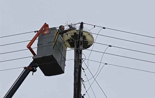 Συντήρηση των φωλιών Λευκοπελαργών στο Νεοχώρι Αιτωλοακαρνανίας