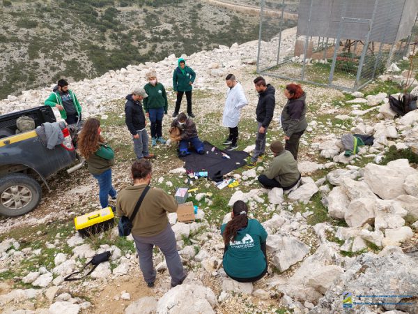 Απελευθέρωση 4 όρνιων (Gyps fulvus) στον Αράκυνθο