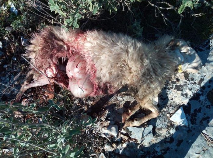 Κεχρινιά Αμφιλοχίας: Λύκοι κατασπάραξαν πρόβατα