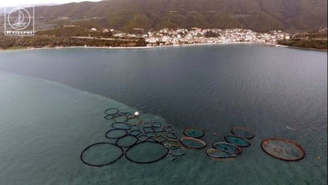 Κλωβοί ιχθυοτροφικής βολτάρουν στον Αμβρακικό (video)