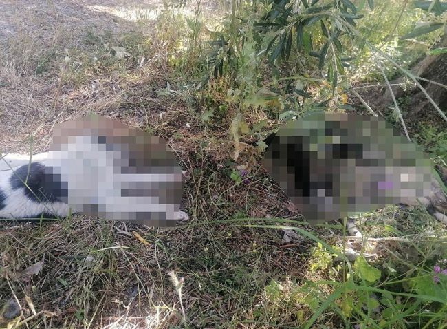 Σκότωσαν πέντε σκύλους- Μάχη για τη ζωή δίνουν ακόμα δύο