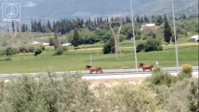 Άλογα καλπάζουν στην Iόνια Οδό στον κόμβο της Αμφιλοχίας