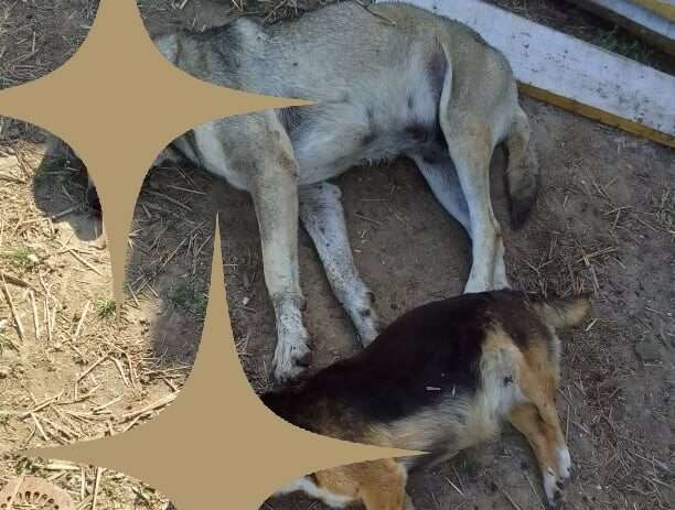 Βόνιτσα: Έριξαν φόλες στα σκυλιά του – Αμοιβή 30.000 ευρώ για πληροφορίες