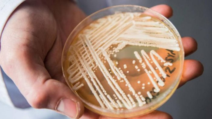 Candida Auris: Τι πρέπει να κάνετε για την πρόληψη και τον έλεγχο της μόλυνσης