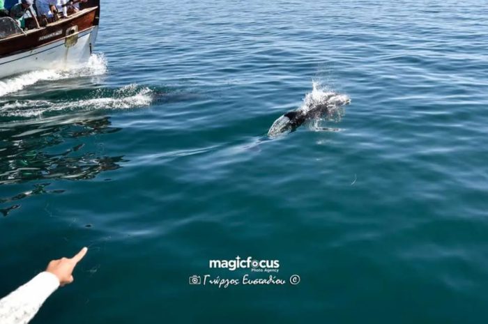 Τα 150 δελφίνια του Αμβρακικού ιδιαίτερα φιλικά …