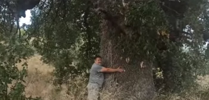 Η υπεραιωνόβια βελανιδιά- “μνημείο” της Σταμνάς Μεσολογγίου