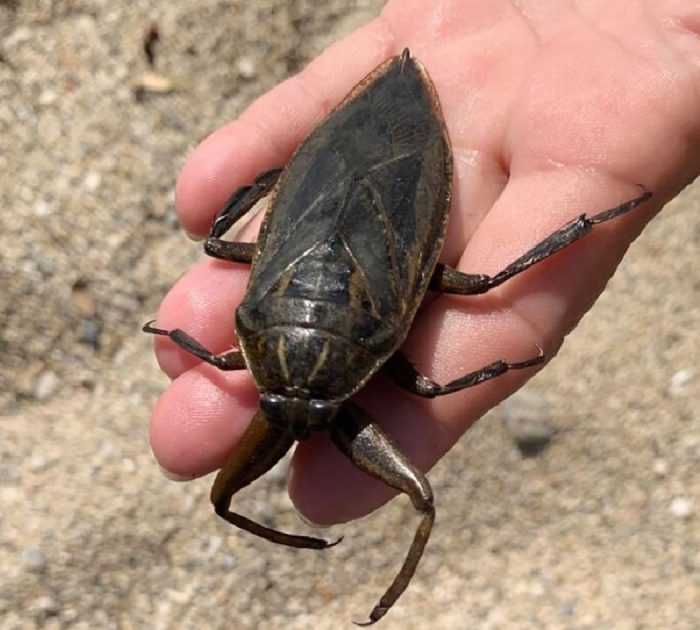 Λιθόκερος: Το δηλητηριώδες έντομο-γίγας εντοπίστηκε στο Αγρίνιο