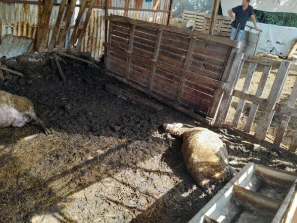Σκυλιά κατασπάραξαν πρόβατα στον Πλάτανο Καλυβίων (φωτο)