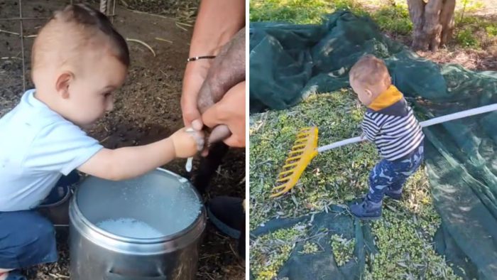 2χρονος… αγρότης μαζεύει ελιές και αρμέγει πρόβατα!